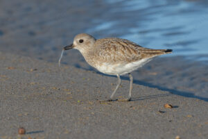 Foto di Pivieressa (Pluvialis squatarola)