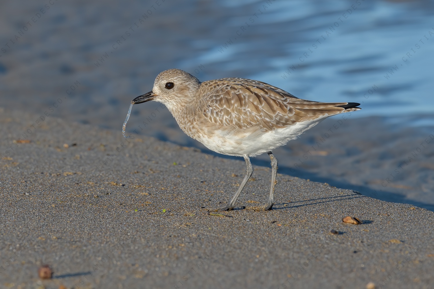 Photos of Grey Plover (Pluvialis squatarola)