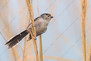 Foto di Codibugnolo (Aegithalos caudatus)