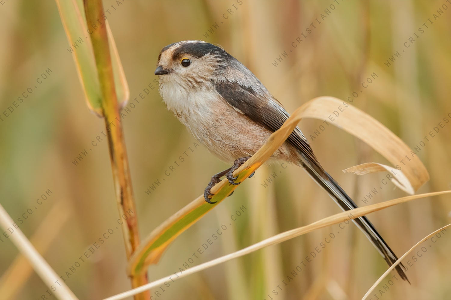 Foto di Codibugnolo (Aegithalos caudatus)