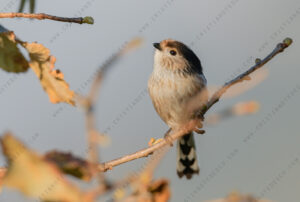 Foto di Codibugnolo (Aegithalos caudatus)