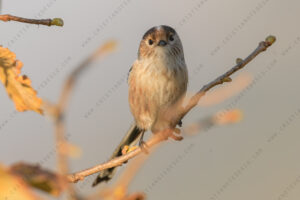 Foto di Codibugnolo (Aegithalos caudatus)