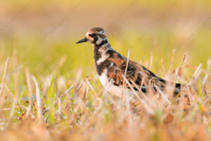 Foto di Voltapietre (Arenaria interpres)