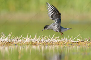 Photos of Black Tern (Chlidonias niger)