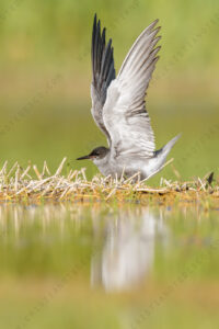 Photos of Black Tern (Chlidonias niger)