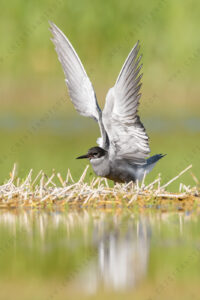 Photos of Black Tern (Chlidonias niger)