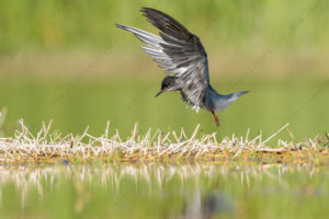 Photos of Black Tern (Chlidonias niger)