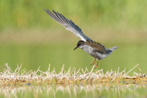 Photos of Black Tern (Chlidonias niger)