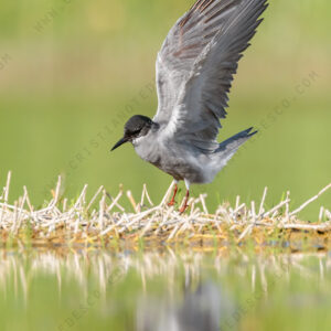 Photos of Black Tern (Chlidonias niger)