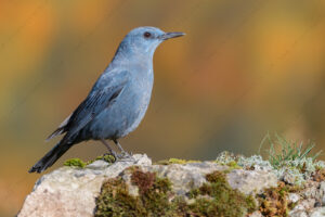 Photos of Blue Rock Thrush (Monticola solitarius)