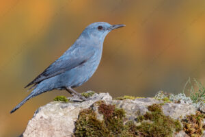 Photos of Blue Rock Thrush (Monticola solitarius)