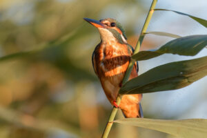 Foto di Martin Pescatore (Alcedo atthis)