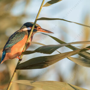 Photos of Common Kingfisher (Alcedo atthis)