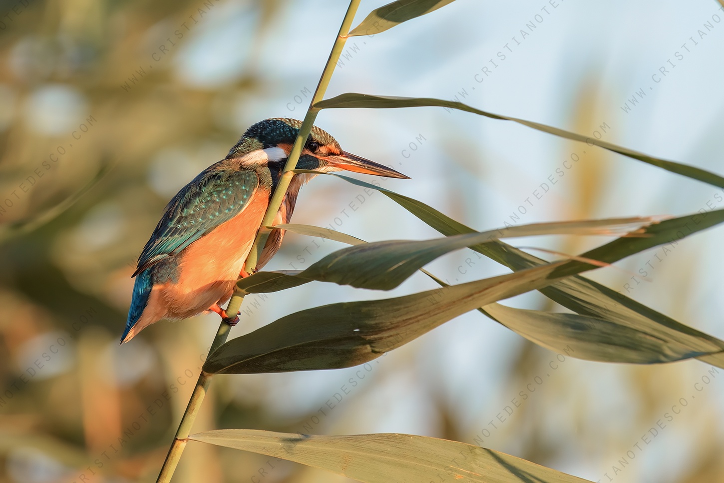 Foto di Martin Pescatore (Alcedo atthis)