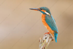 Foto di Martin Pescatore (Alcedo atthis)