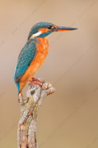 Photos of Common Kingfisher (Alcedo atthis)