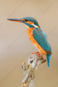 Foto di Martin Pescatore (Alcedo atthis)