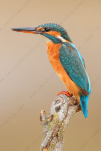 Foto di Martin Pescatore (Alcedo atthis)