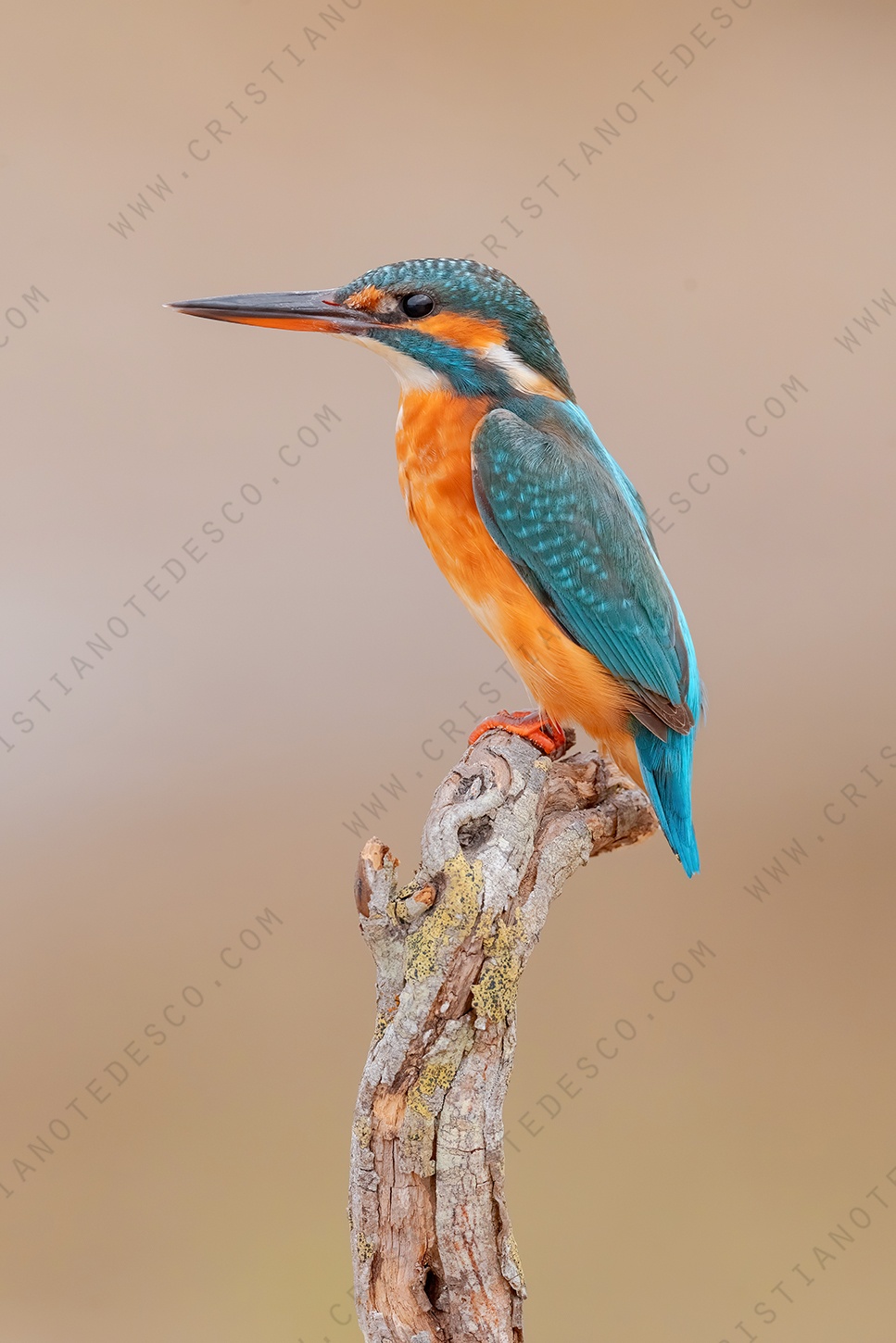 Photos of Common Kingfisher (Alcedo atthis)