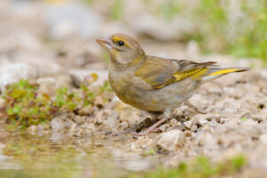 Foto di Verdone (Chloris chloris)