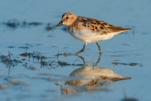 Foto di Gambecchio comune (Calidris minuta)