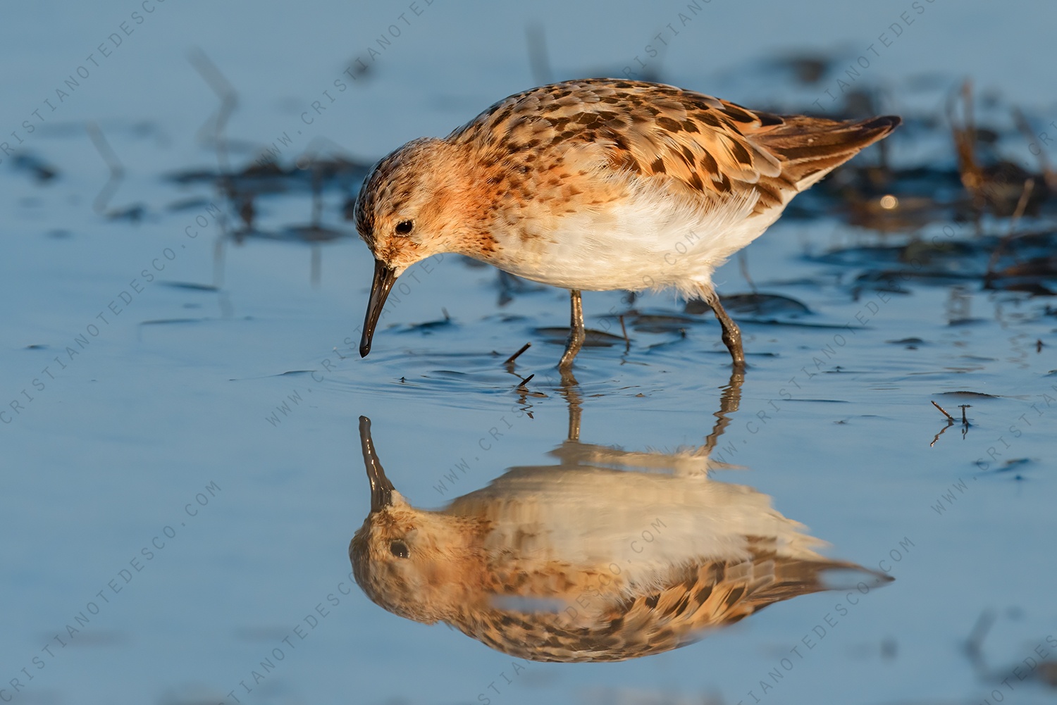 Foto di Gambecchio comune (Calidris minuta)