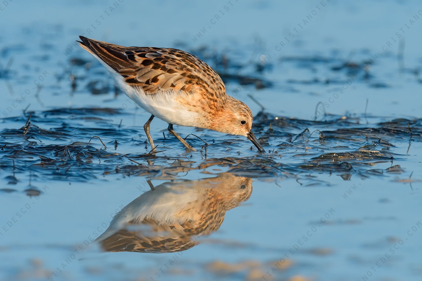 Foto di Gambecchio comune (Calidris minuta)