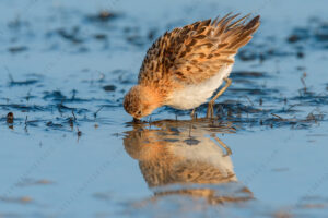 Foto di Gambecchio comune (Calidris minuta)