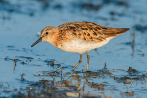 Foto di Gambecchio comune (Calidris minuta)