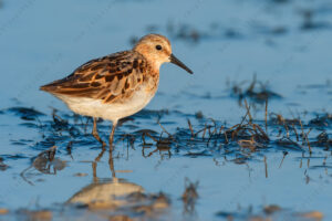 Foto di Gambecchio comune (Calidris minuta)