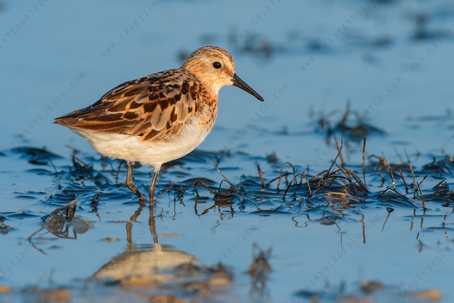 Foto di Gambecchio comune (Calidris minuta)