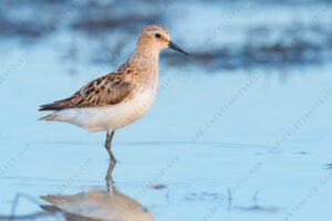 Foto di Gambecchio comune (Calidris minuta)