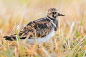 Photos of Ruddy Turnstone (Arenaria interpres)