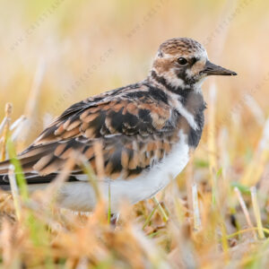 Foto di Voltapietre (Arenaria interpres)