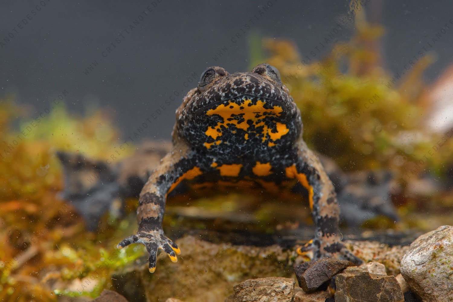 Foto di Ululone appenninico (Bombyna pachypus)