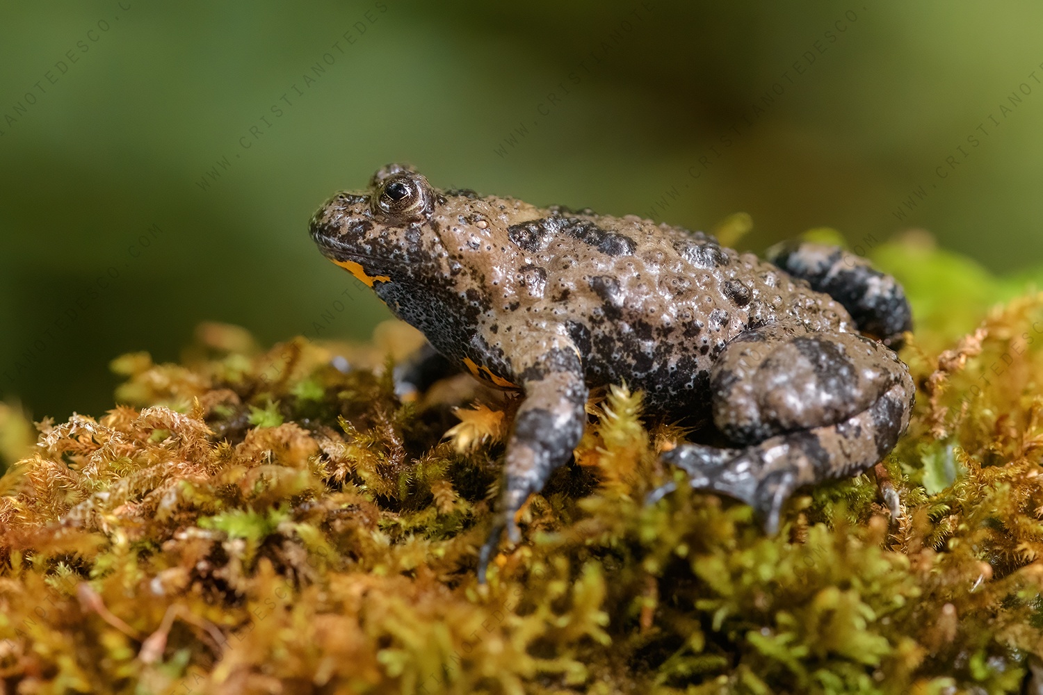 Yellow-Bellied Toad images (Bombina Pachypus)