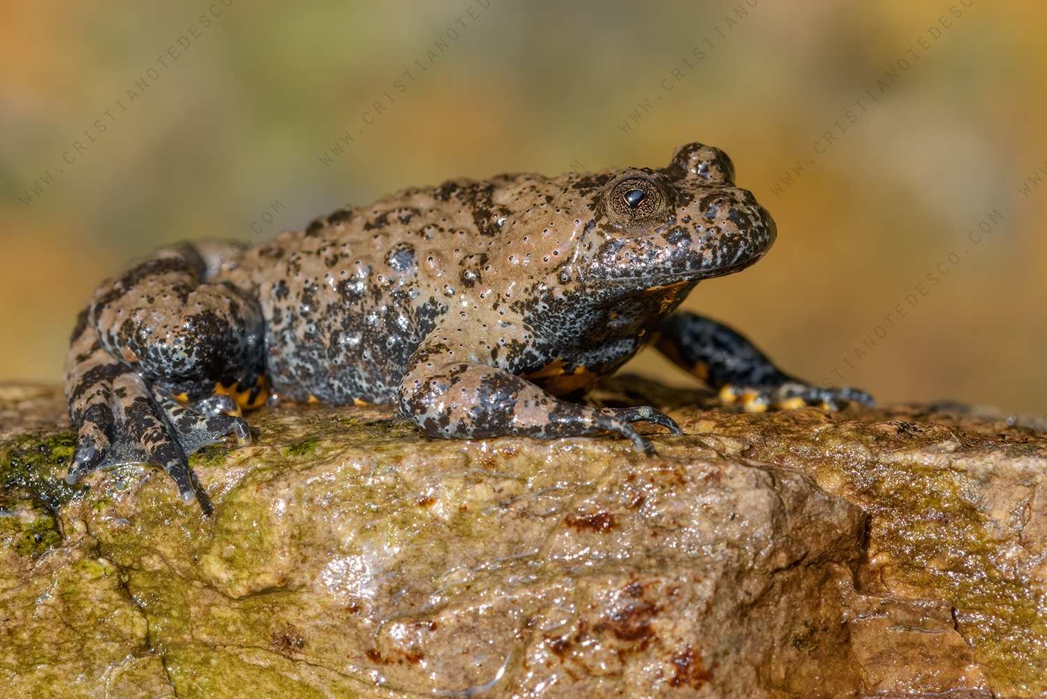 Foto di ululone appenninico (Bombyna pachypus)