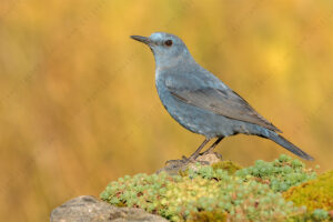 Photos of Blue Rock Thrush (Monticola solitarius)