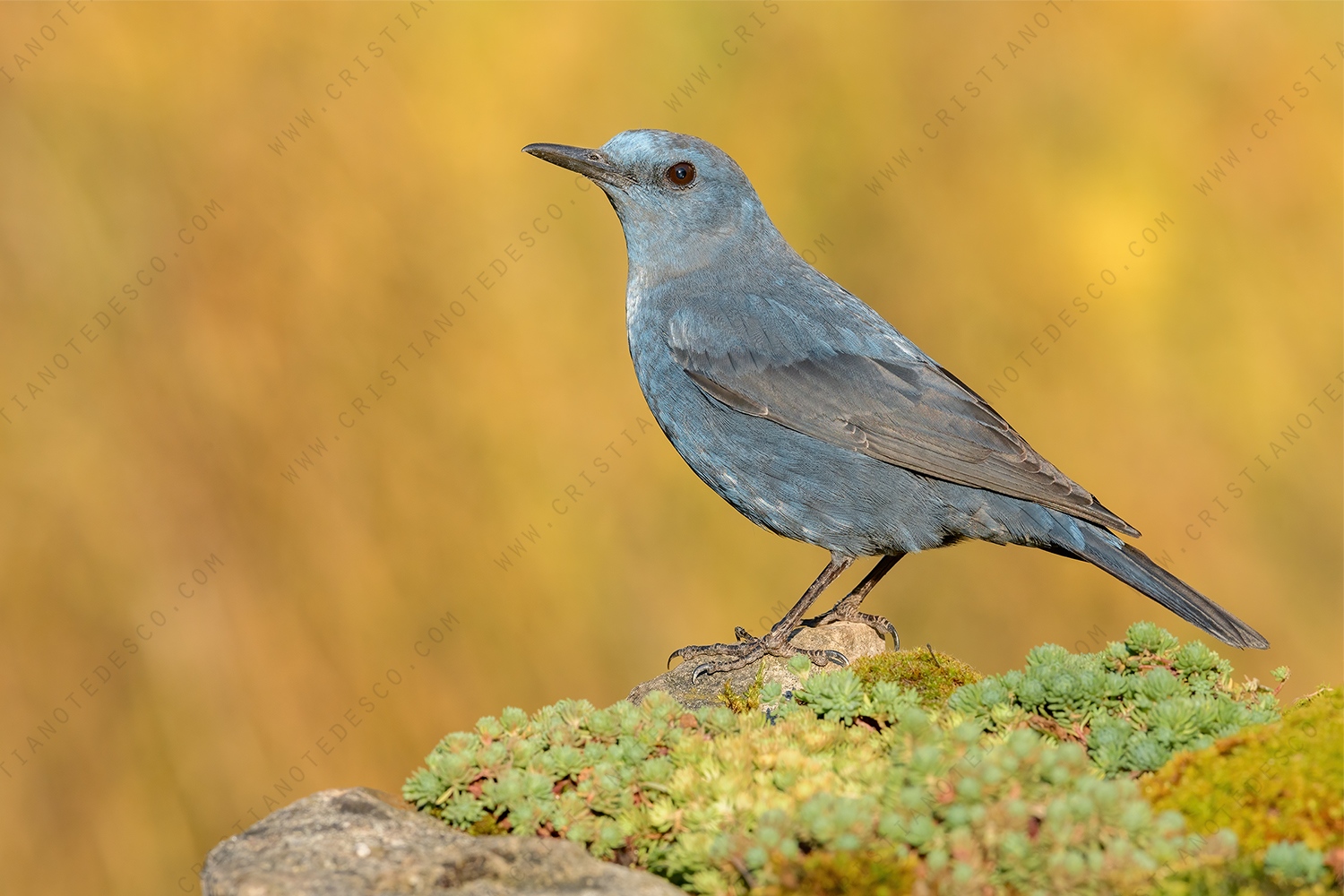 Foto di Passero solitario (Monticola solitarius)