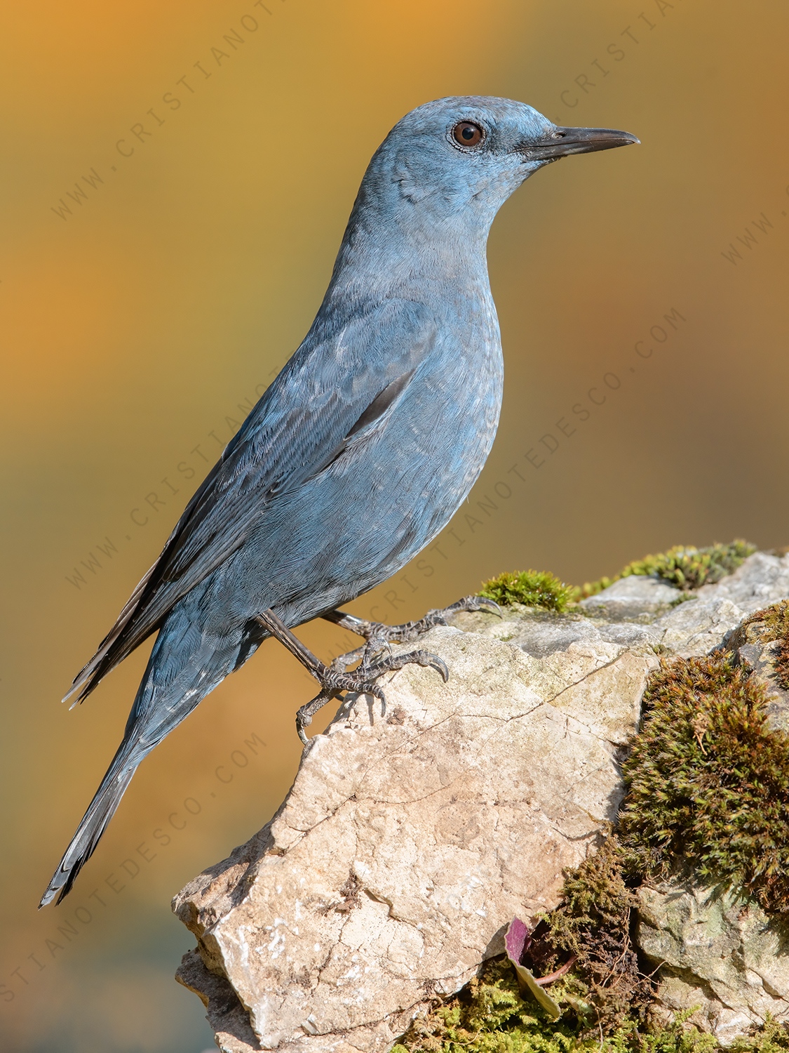 Photos of Blue Rock Thrush (Monticola solitarius)