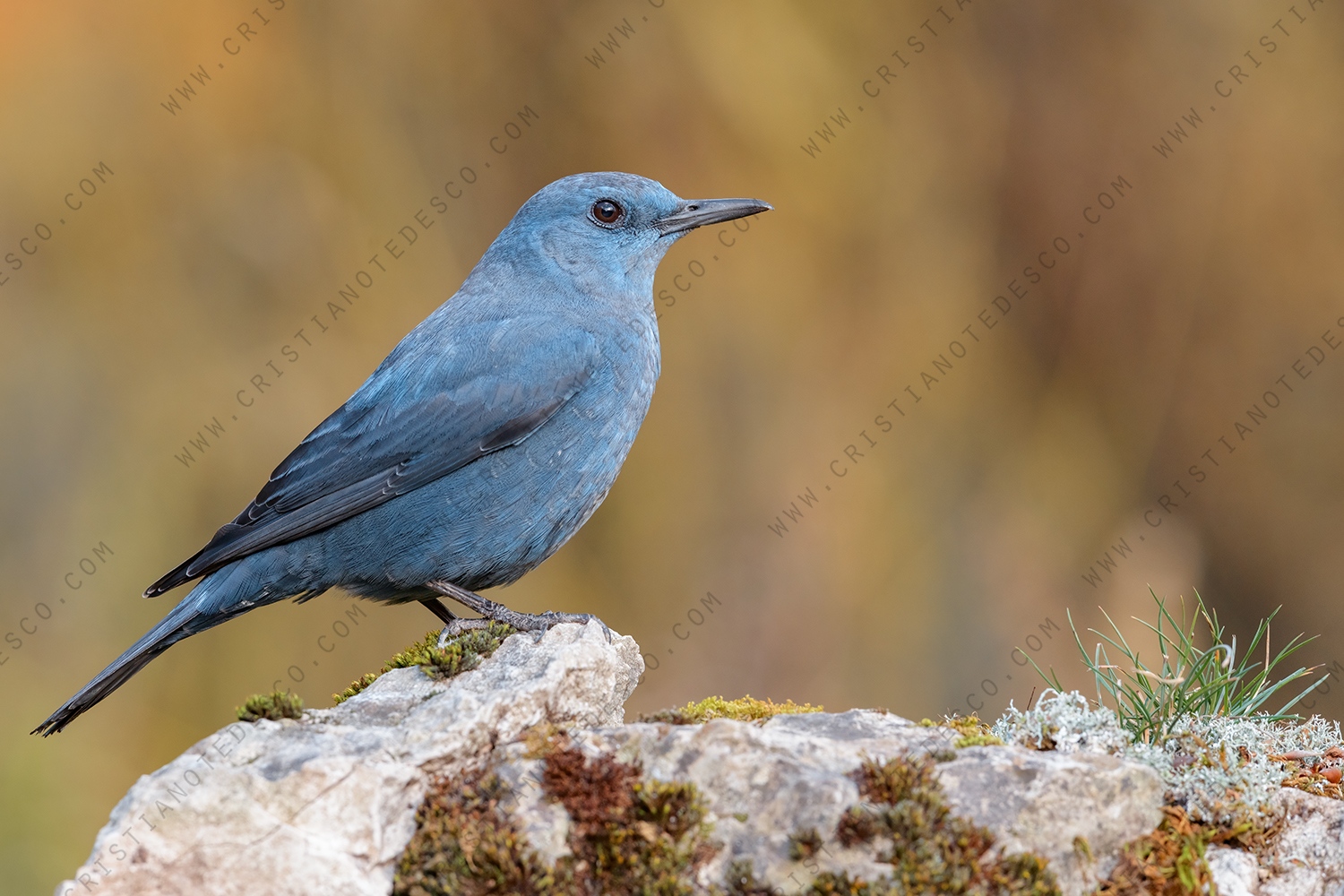 Photos of Blue Rock Thrush (Monticola solitarius)