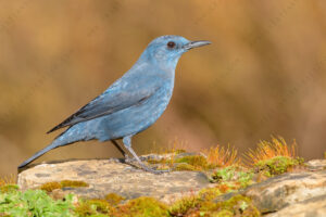 Blue Rock Thrush (Monticola solitarius)