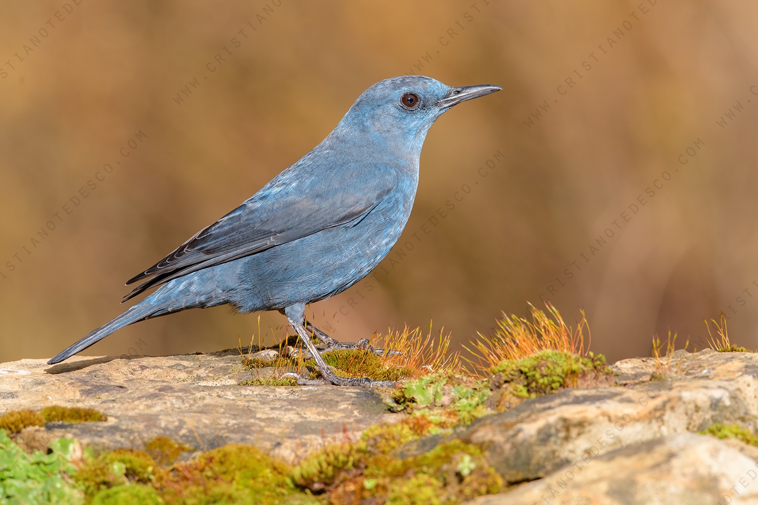 Passero solitario (Monticola solitarius)