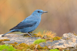 Photos of Blue Rock Thrush (Monticola solitarius)