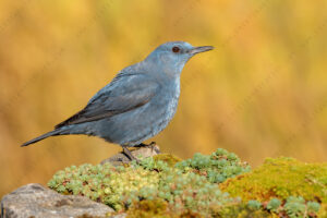 Photos of Blue Rock Thrush (Monticola solitarius)