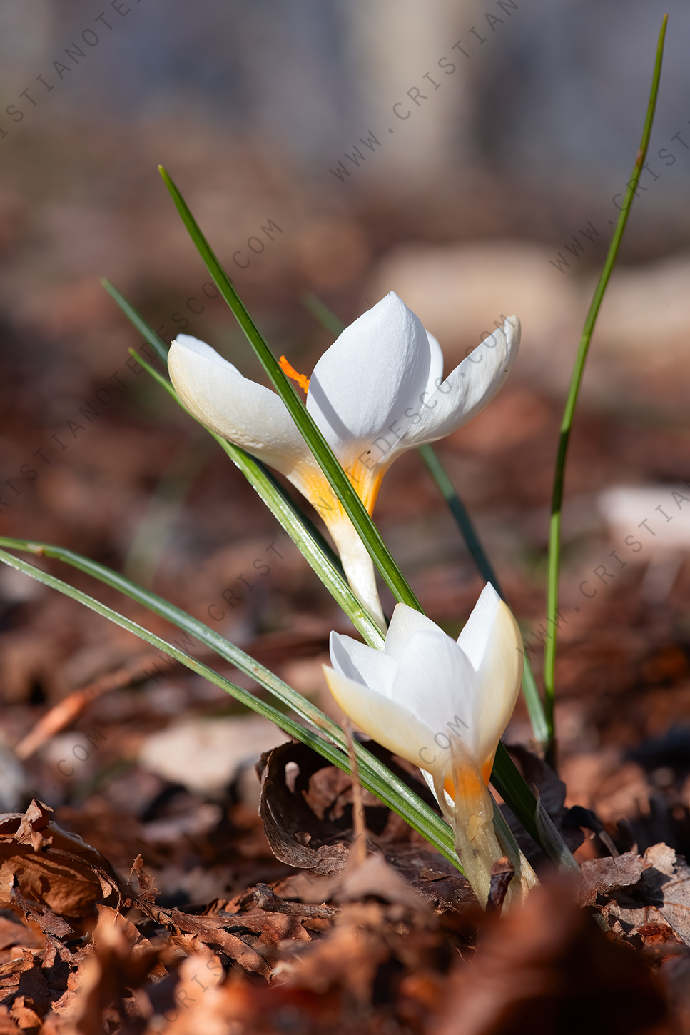 Foto di Zafferano profumato (Crocus biflorus)