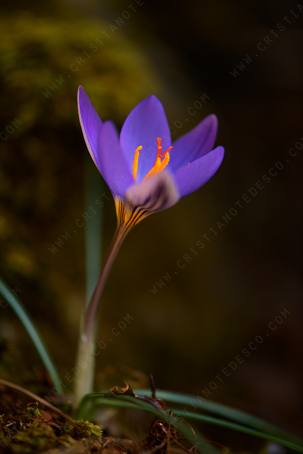 Foto di Zafferano profumato (Crocus suaveolens)