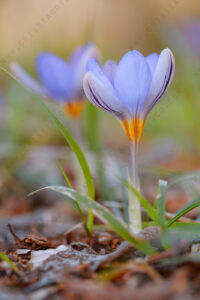 Foto di Zafferano profumanto (Crocus suaveolens)