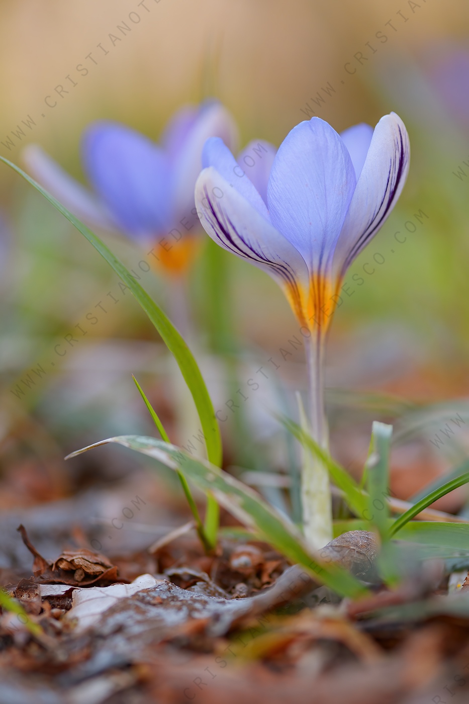 Foto di Zafferano profumanto (Crocus suaveolens)