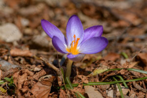 Foto di Zafferano profumato (Crocus suaveolens)